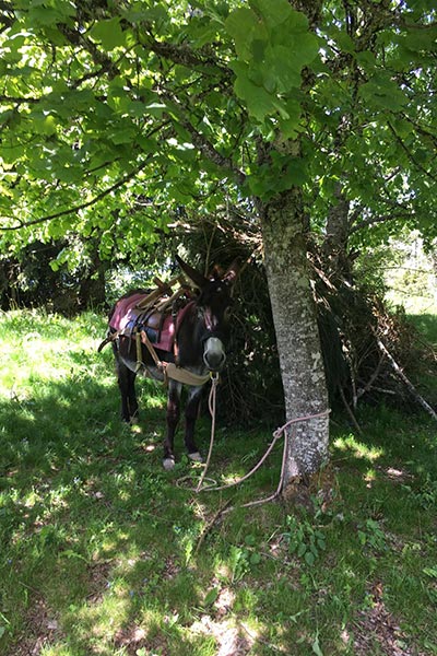 sejour-anes séjour nature : le vercors avec deux ânes